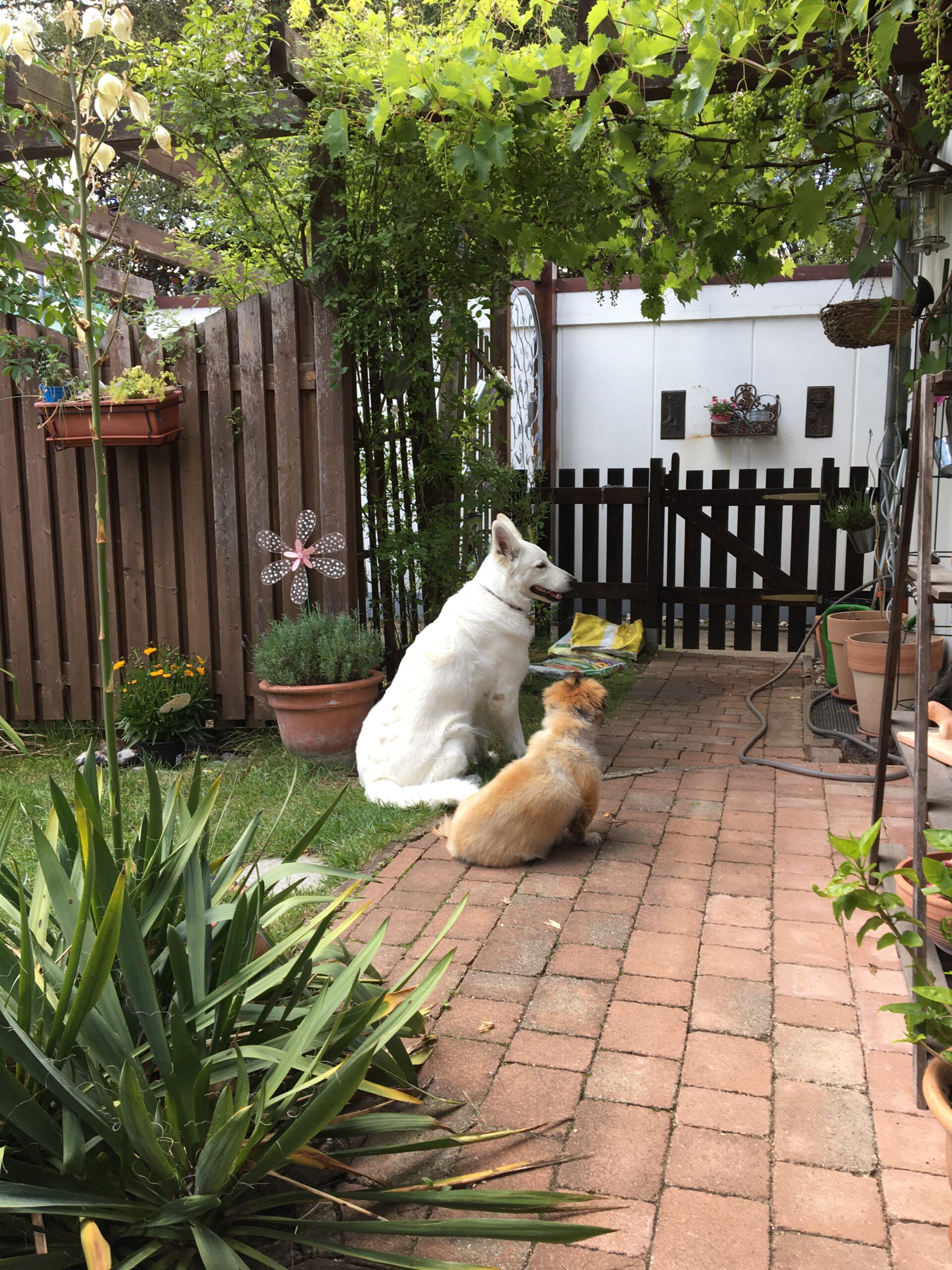 Zuchtstätte für Weisse Schweizer Schäferhunde - Hundefreunde im Garten